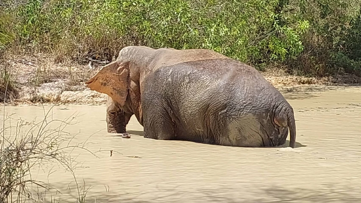 คืบหน้าอาการ พลายด้วนวนาลี หลังพบแผลบวมโคนหาง-สนับงา