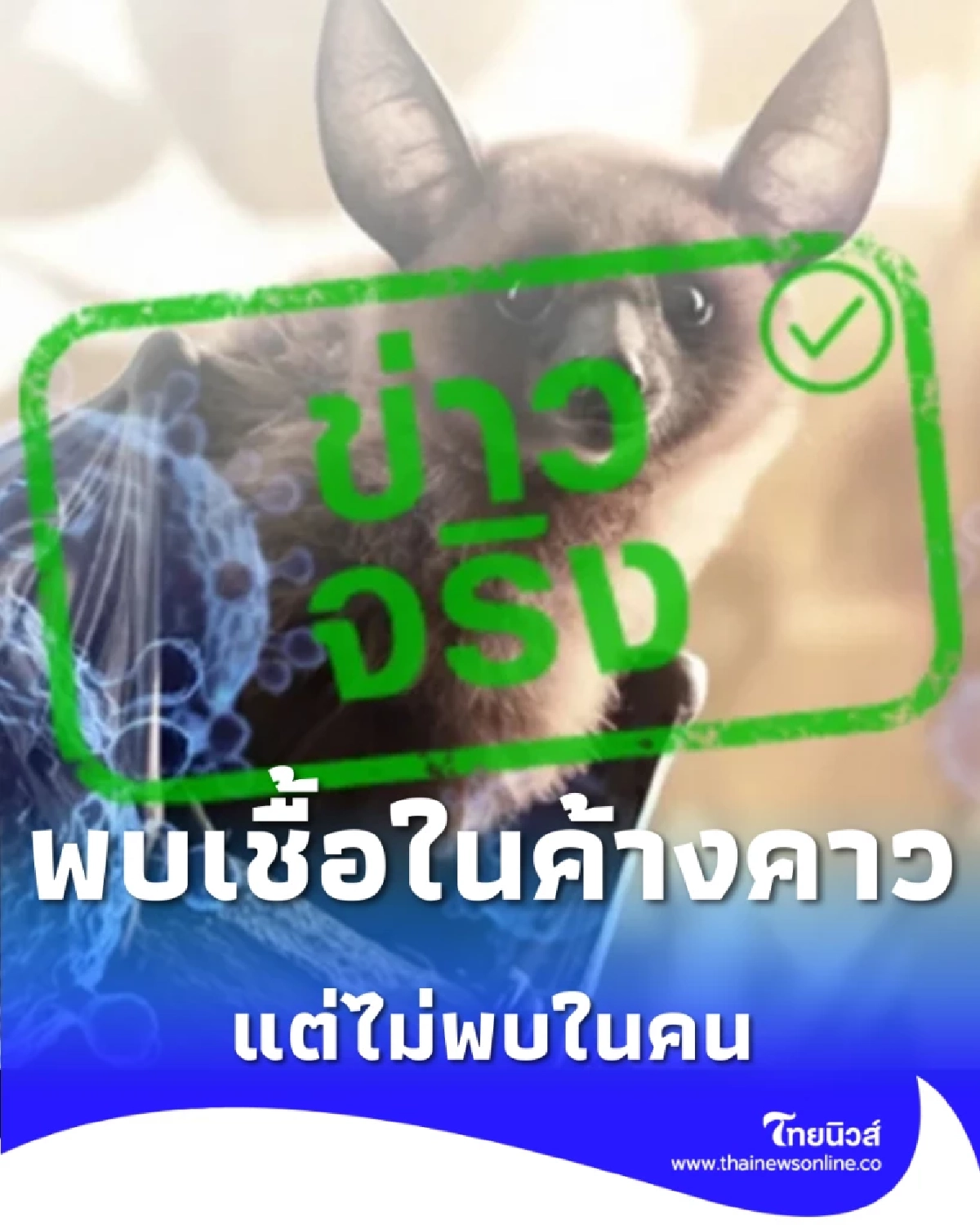 พบเชื้อในค้างคาวแต่ไม่พบในคน ย้ำเป็นโรคติดต่ออันตรายที่รัฐเฝ้าระวังใกล้ชิด