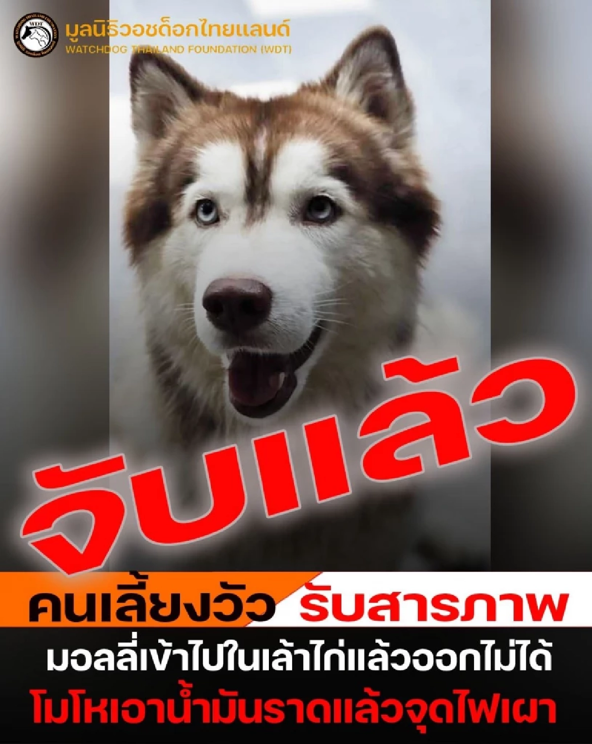 เผยสาเหตุ คนร้ายลงมือทำร้าย น้องมอลลี่ สุนัขพันธุ์ไซบีเรียน