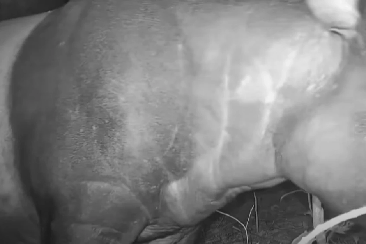 เขตรักษาพันธุ์สัตว์ป่ากะทูน พบ "สมเสร็จ" สัตว์ป่าหายากหน้ากล้องดักถ่าย