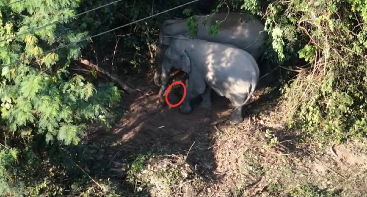 สุดเศร้า! ลูกช้างเขาใหญ่สิ้นใจหลังคลอด โขลงล้อมวงปกป้อง