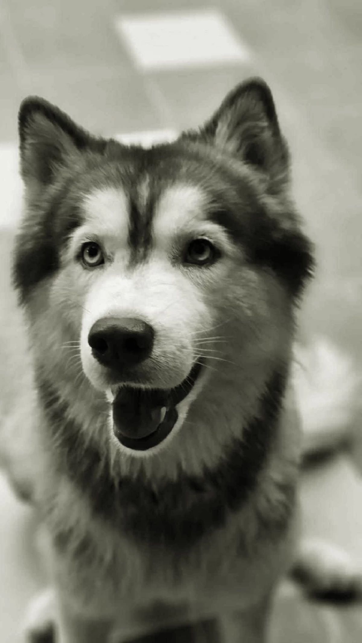 เศร้าอาลัย "น้องมอลลี่" กลับดาวอย่างสงบ หลังไร้ปาฏิหาริย์