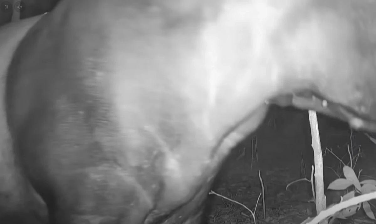 เขตรักษาพันธุ์สัตว์ป่ากะทูน พบ "สมเสร็จ" สัตว์ป่าหายากหน้ากล้องดักถ่าย