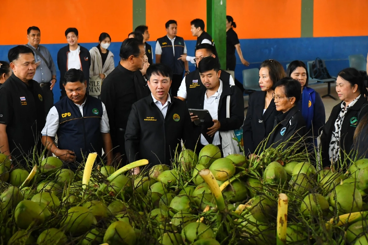 เปิดแผนกู้ราคามะพร้าวน้ำหอม เครือข่ายสหกรณ์รับซื้อ 5 บ. 1 ล้านลูก