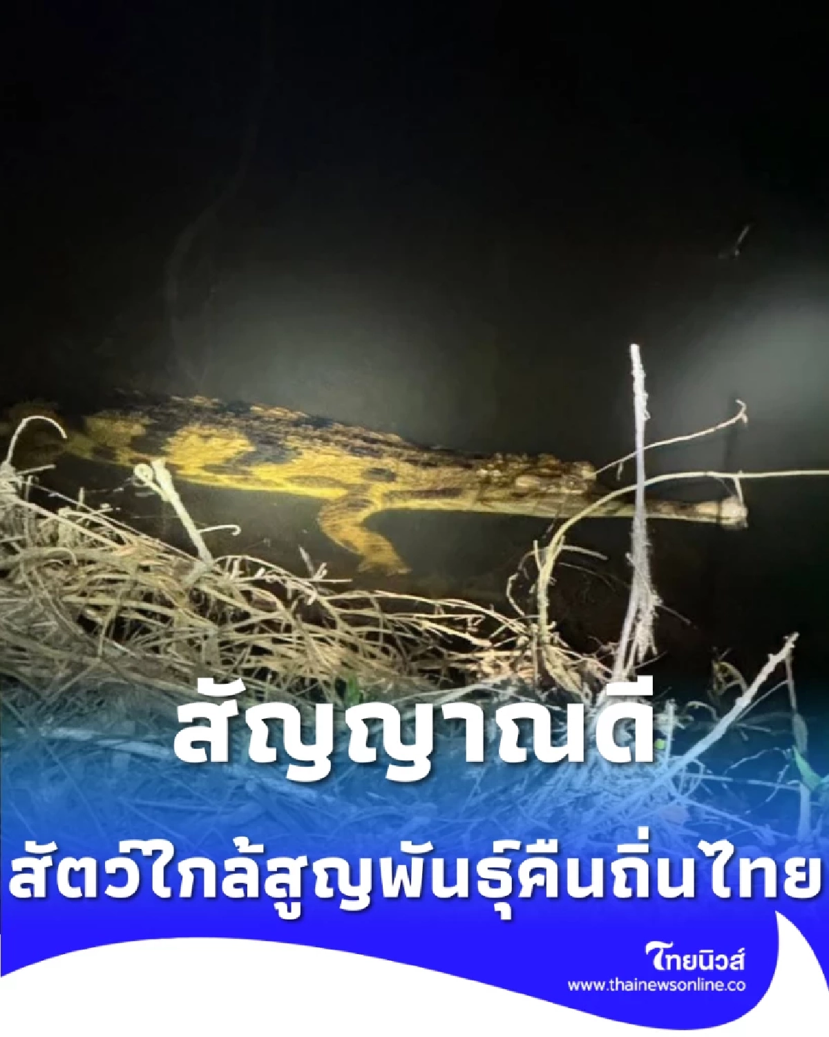 พบตะโขง ในธรรมชาติครั้งแรก สัญญาณดีสัตว์หายากใกล้สูญพันธุ์คืนถิ่นไทย