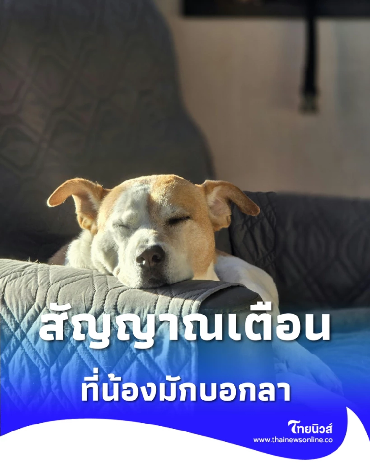 วินาทีสุดท้ายกับสัญญาณเตือนที่น้องมักบอกลา ก่อนเดินทางกลับดาวหมาแมว