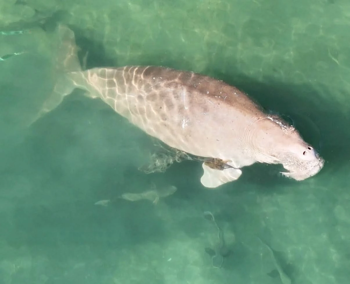 นาทีชีวิต! เร่งช่วยพะยูนถูกอวนรัดครีบ หลังโดรนพบแม่ลูกลิบง