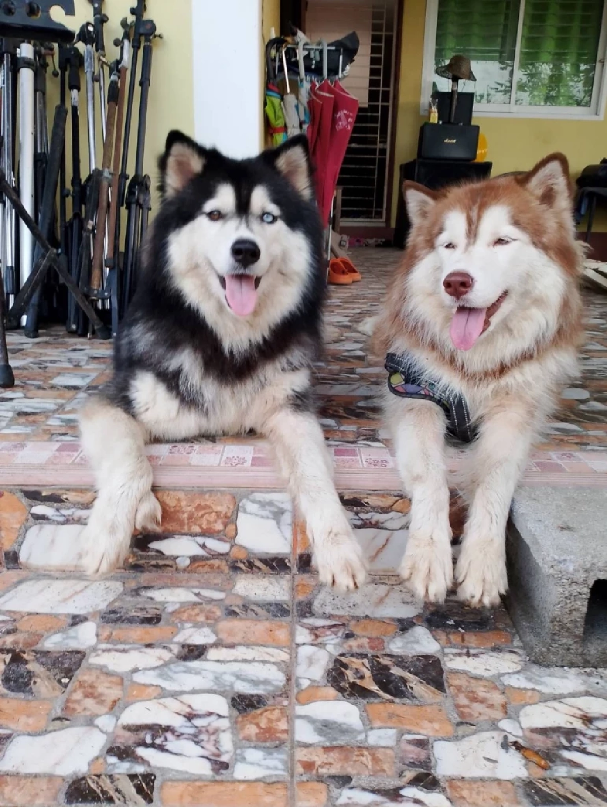 เจ้าของใหม่ เผยสาเหตุสำคัญ มอลลี่ หลุดออกจากบ้าน ก่อนเกิดเหตุสลด