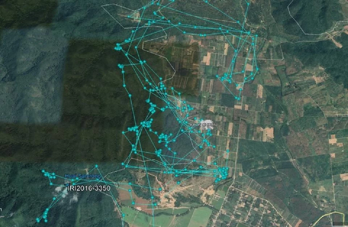 กรมอุทยานฯ เร่งปลดปลอกคอ GPS ช้างป่าคืนอิสระหลังจบภารกิจเฝ้าระวัง