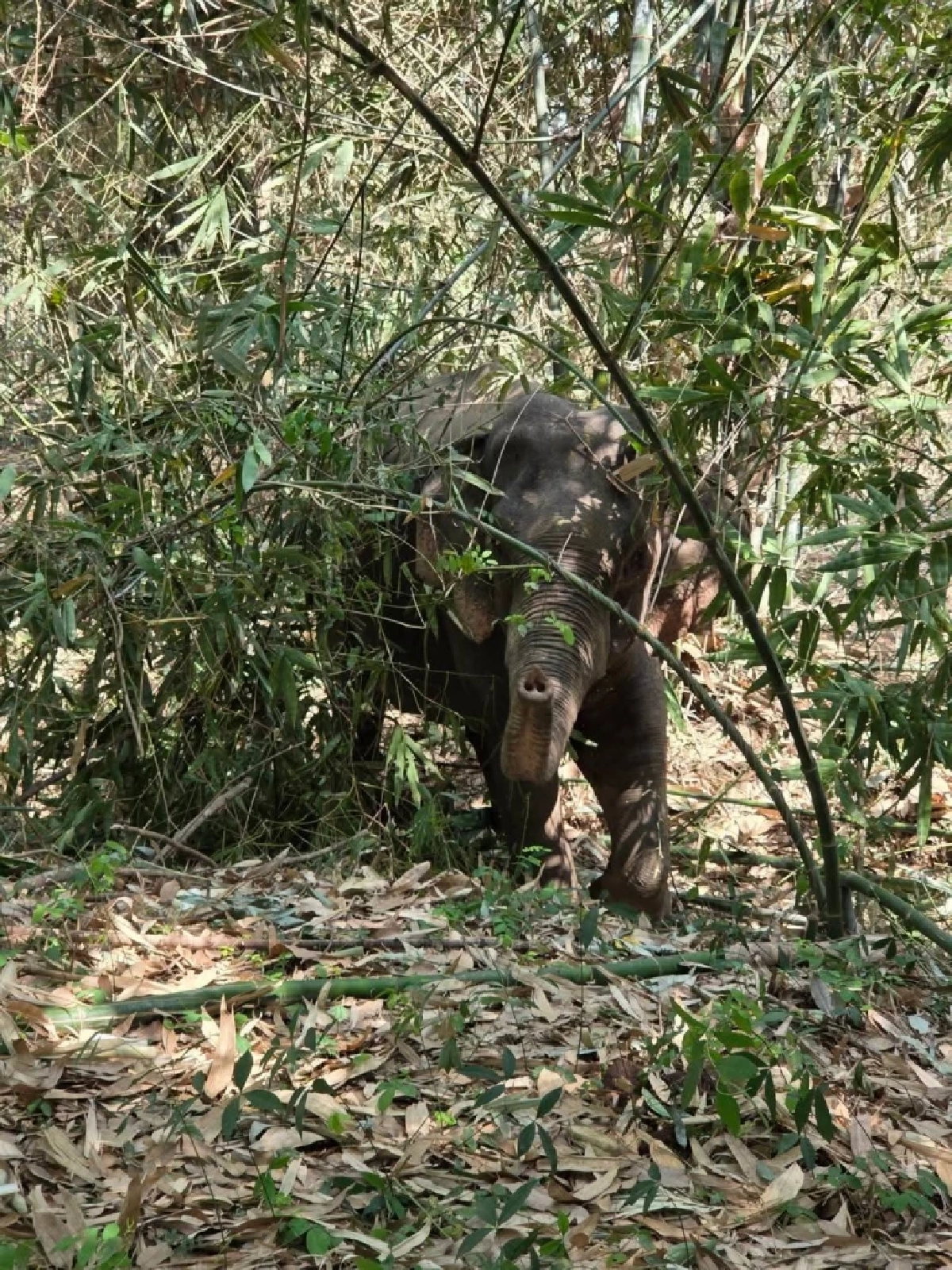 ปาฏิหาริย์มีจริง! ช้างป่าสระแก้วฮึดสู้ ลุกยืนเองได้แล้ว