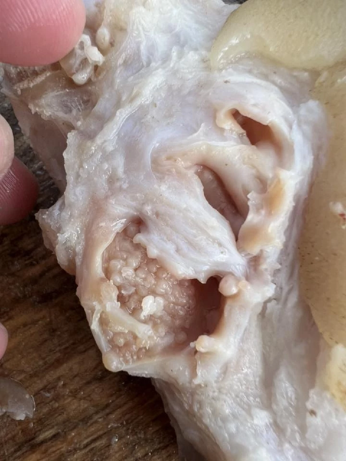 มันคืออะไร เม็ดใสๆในขาหมู งานนี้ทำโซเชียลเถียงเดือด