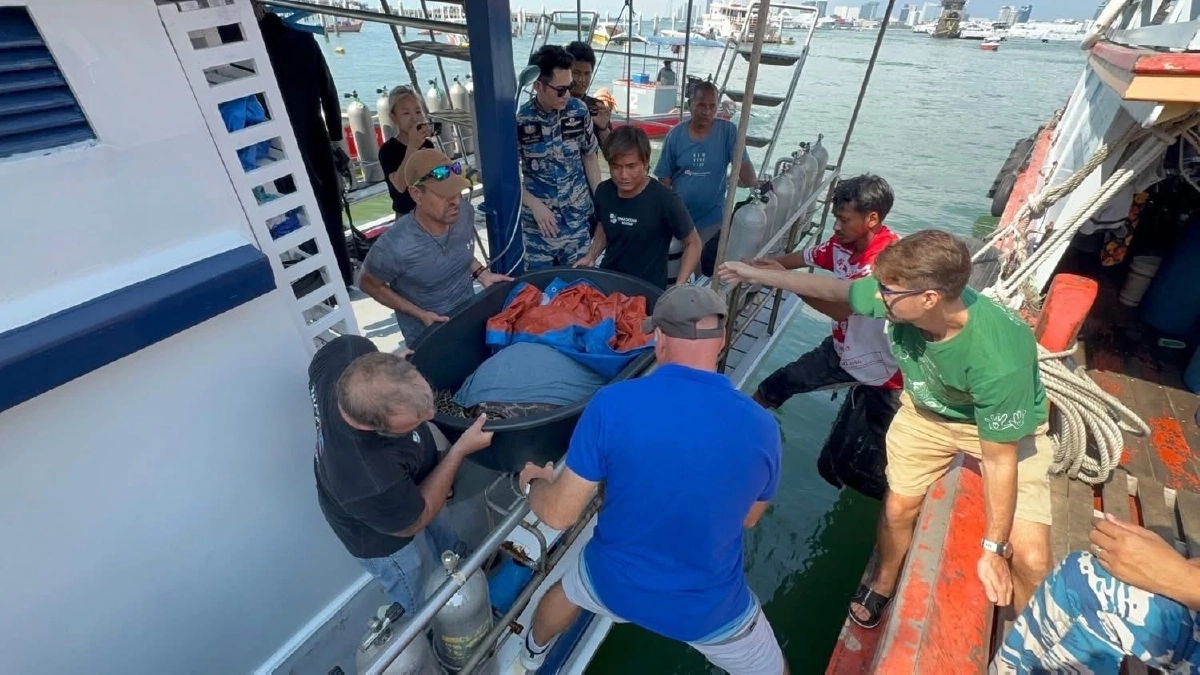 ระดมช่วย Manasa เต่ากระขวัญใจพัทยาถูกเบ็ดเกี่ยวคอปลอดภัยแล้ว