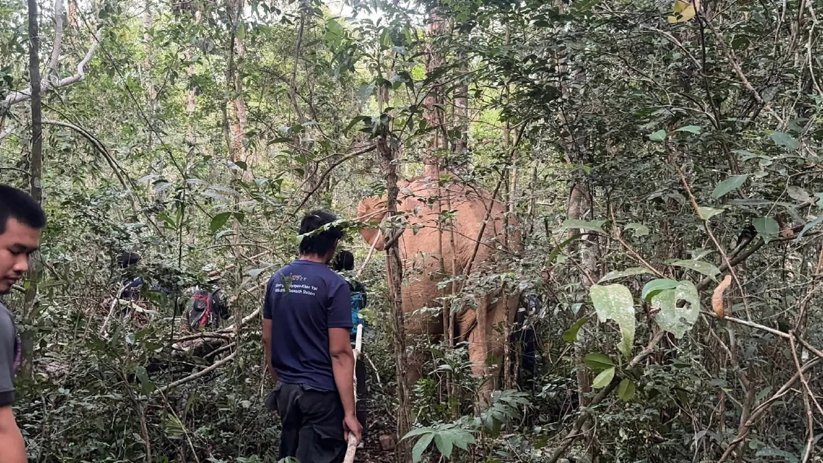 วินาทีถอดปลอกคอ GPS "สีดอปี๊ด" คืนสู่อิสรภาพครั้งใหญ่