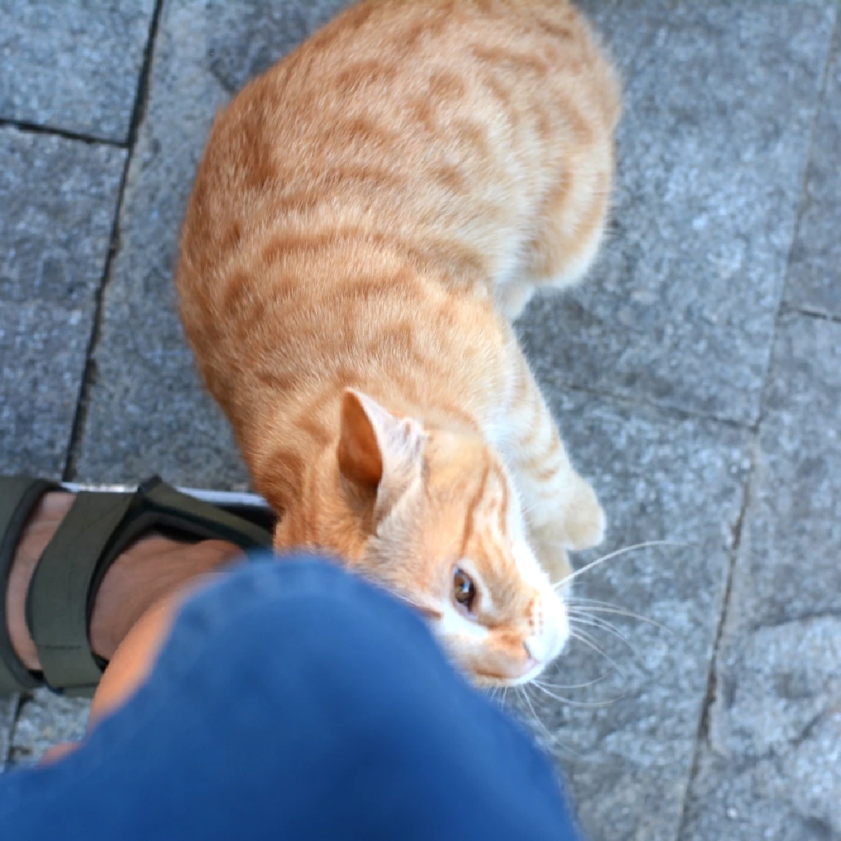 แมวถูหัวบอกอะไร? เผยความลับใต้ฟีโรโมนที่ทาสอาจไม่เคยรู้