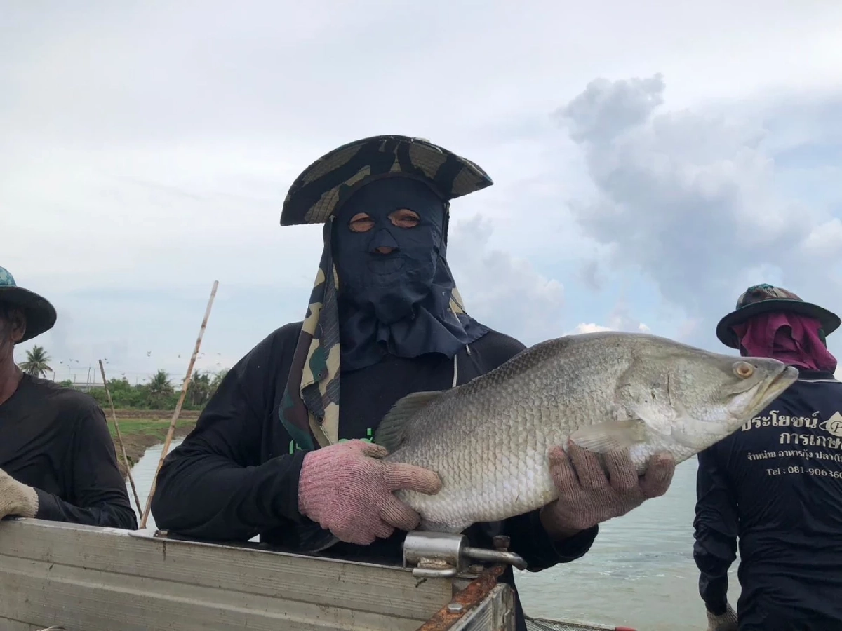 กรมทรัพย์สินทางปัญญา ขึ้นทะเบียน ปลากะพงสองน้ำสมุทรปราการ เป็น GI น้องใหม่