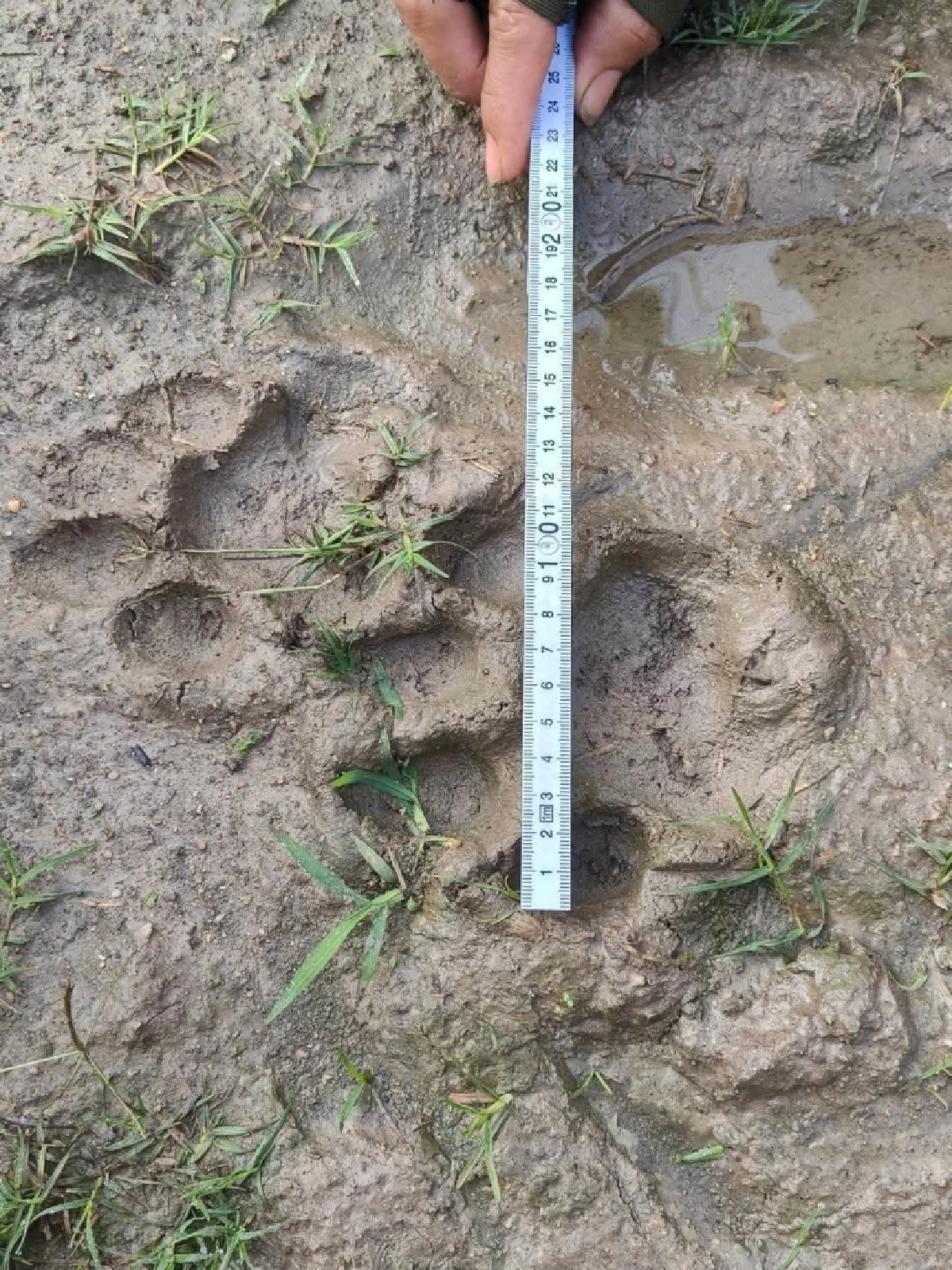 นาทีระทึก! เจอตัวเสือแม่วงก์ซุ่มไร่อ้อย สั่งล้อม 24 ชม.