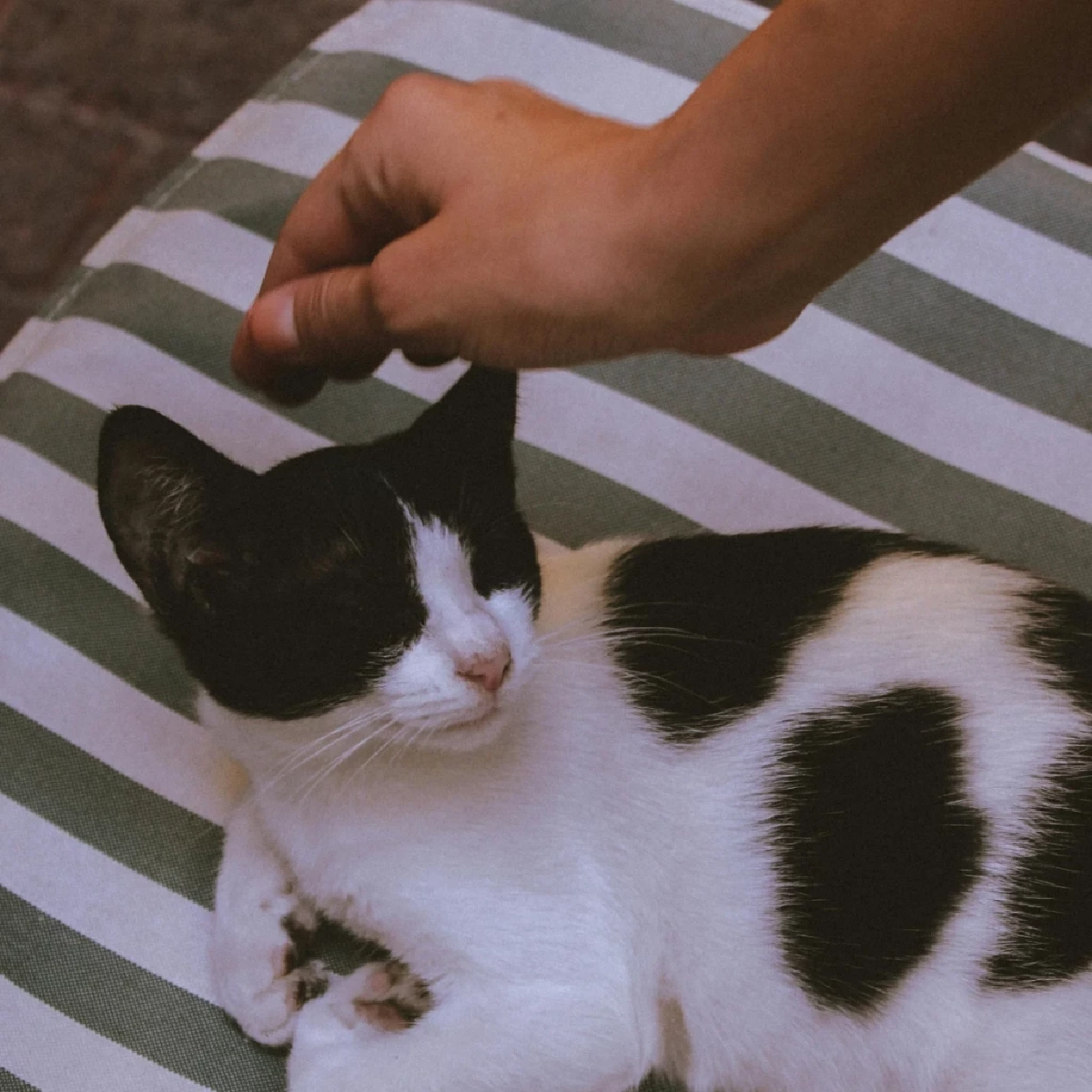 สื่อญี่ปุ่นชี้ไทยเข้าสู่ Cat Economy คาดตลาดพุ่งแสนล้านปี 2026