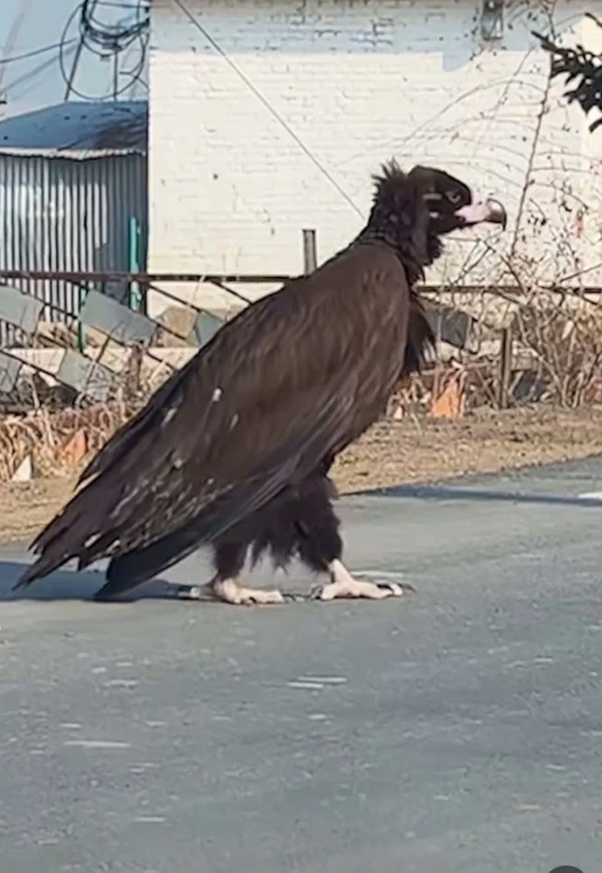 นกยักษ์สูงเกือบเมตร เดินข้ามถนน แถมไม่ใช่ AI รู้เฉลยยิ่งขนลุกซู่