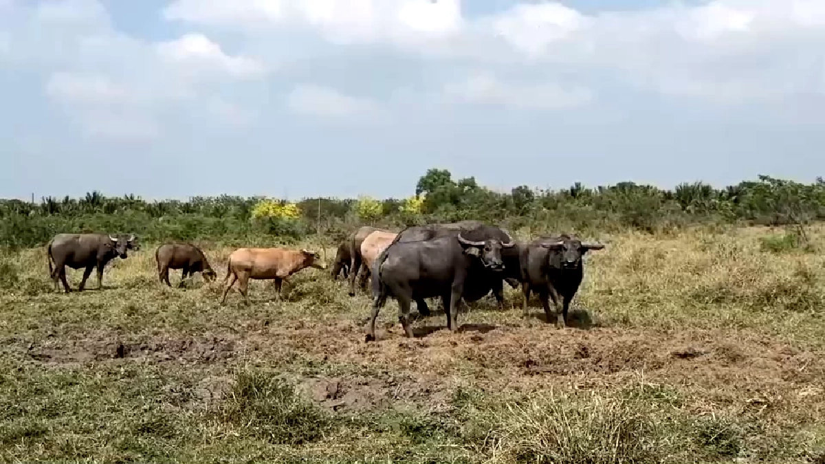 สู้ค่าน้ำมันพุ่ง! ชาวบ้านเปิดเช่าควายไถนา ลดต้นทุนฟื้นวิถีไทย