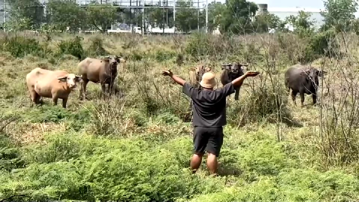 สู้ค่าน้ำมันพุ่ง! ชาวบ้านเปิดเช่าควายไถนา ลดต้นทุนฟื้นวิถีไทย