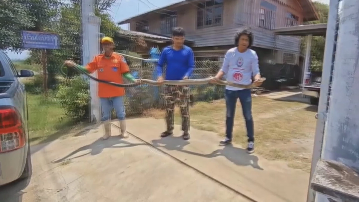 ระทึกวังน้ำเขียว! กู้ภัยสยบจงอางยักษ์ 4 เมตร บุกซุกครัวหนีร้อน