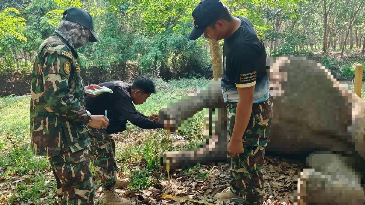 ช้างป่าภูวัวล้มปริศนากลางสวนยาง เร่งผ่าพิสูจน์ซากหาสาเหตุ