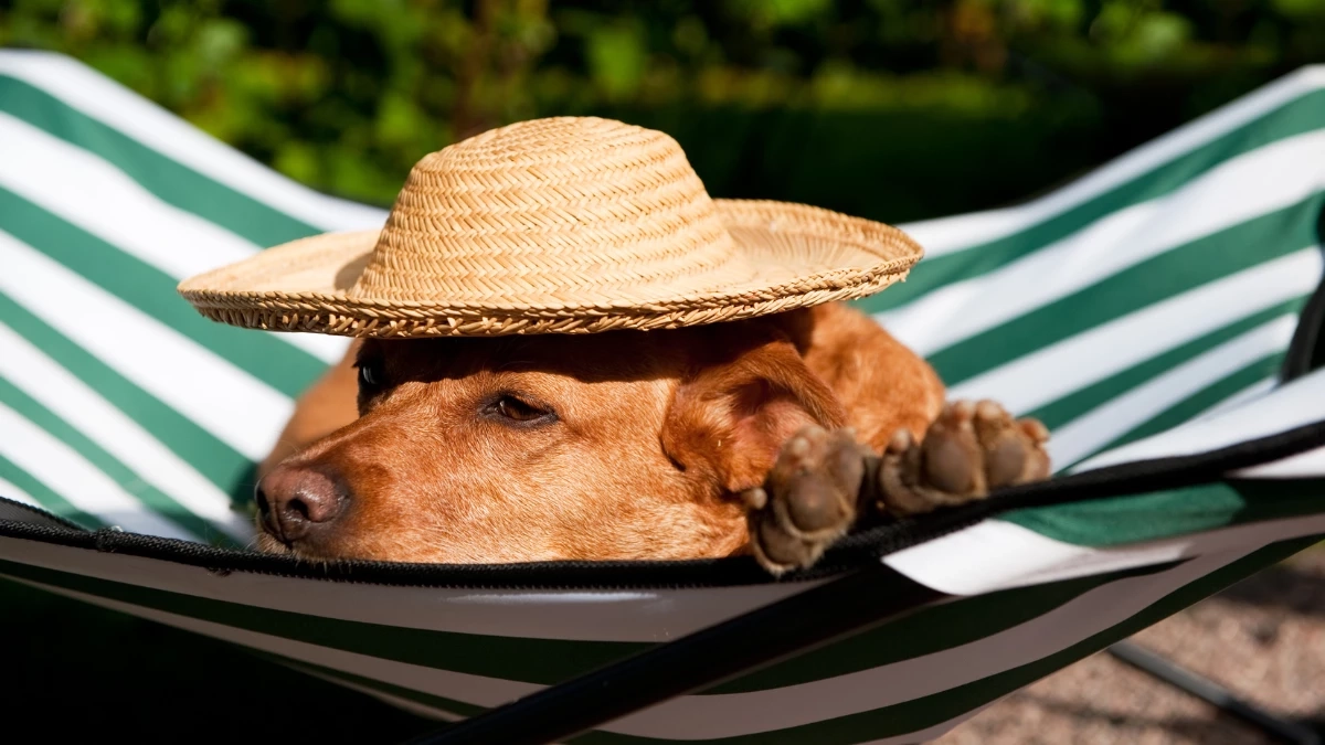 ร้อนจัดระวังฮีทสโตรกสัตว์เลี้ยง! แนะ 5 วิธีดูแลหมาแมวให้ปลอดภัย