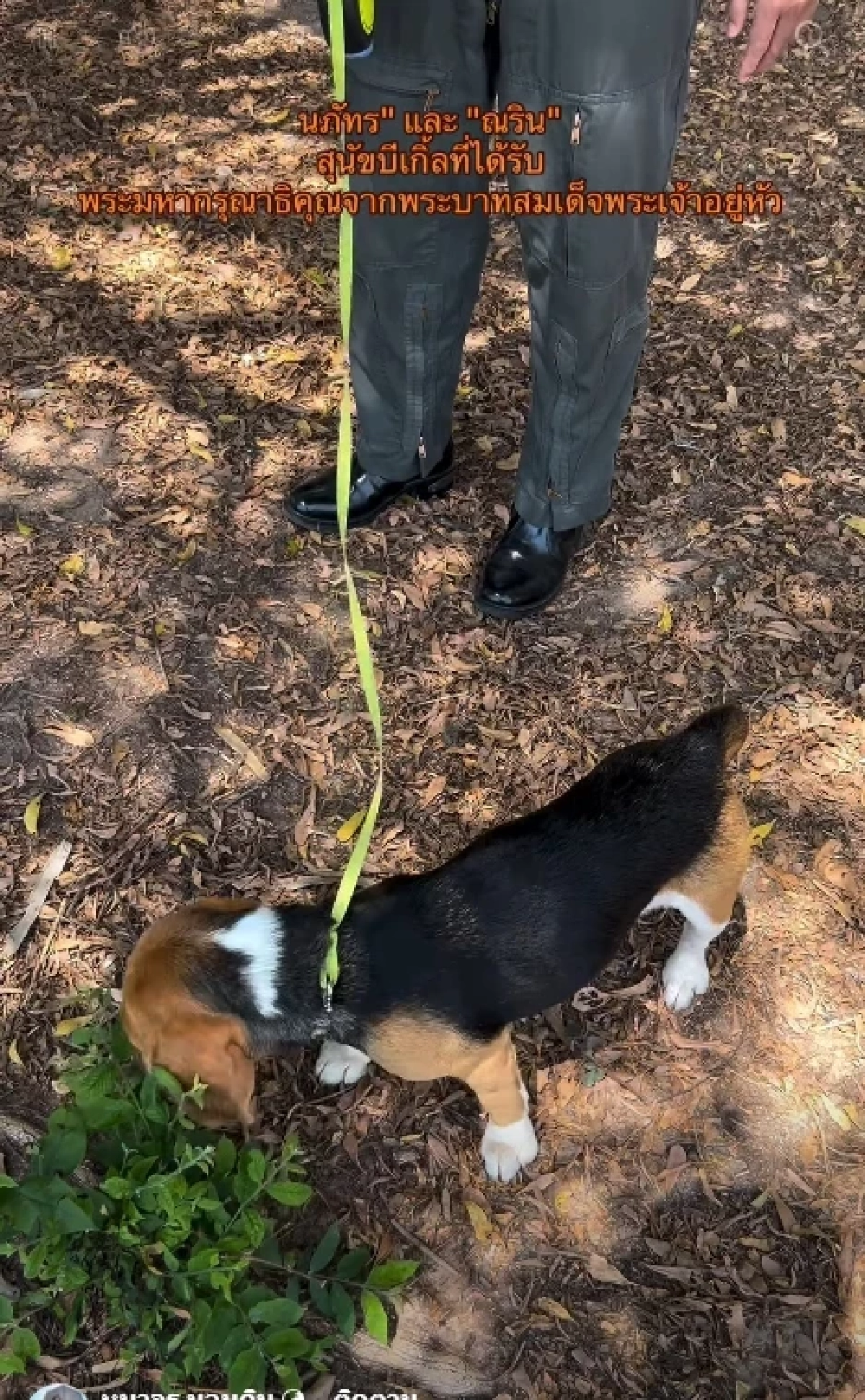ในหลวง ร.10 ทรงพระเมตตา รับ 2 บีเกิ้ล ถูกทิ้งสุสาน ชุบเลี้ยงในวัง