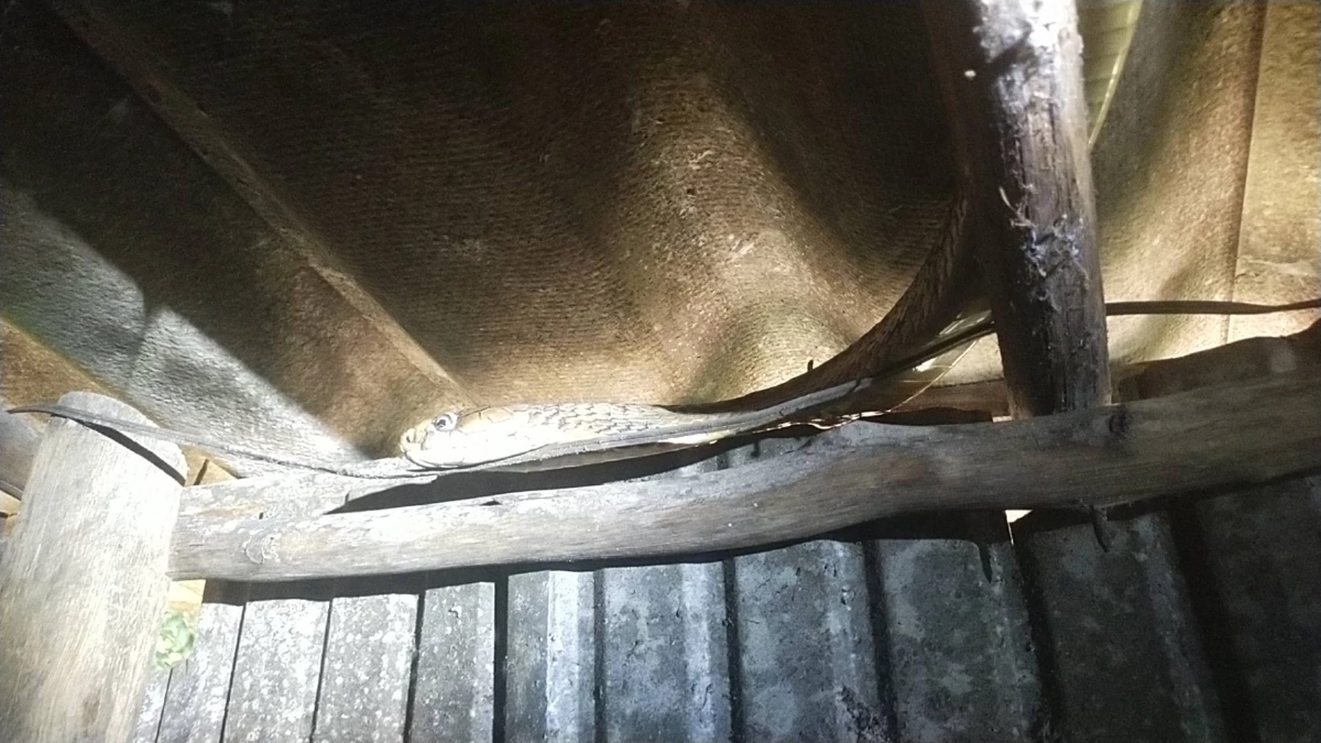 ส่องเลขบ้าน งูจงอางขดตัวหิ้งพระ ชาวบ้านแห่ส่องเก็บลุ้นโชค