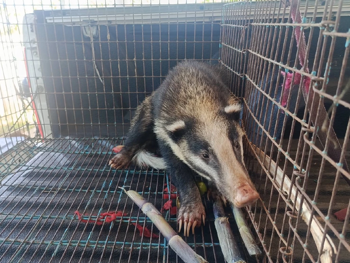 เจ้าหน้าที่ช่วยหมูหริ่งพลัดหลงที่สะเดา เตรียมส่งคืนสู่ธรรมชาติ