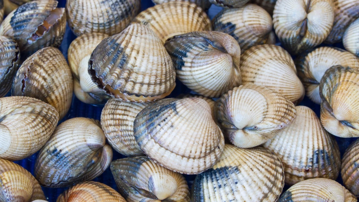 รู้ก่อนกิน! “หอยแครง” กับ “หอยคราง” หน้าคล้ายแต่ไม่เหมือนกัน