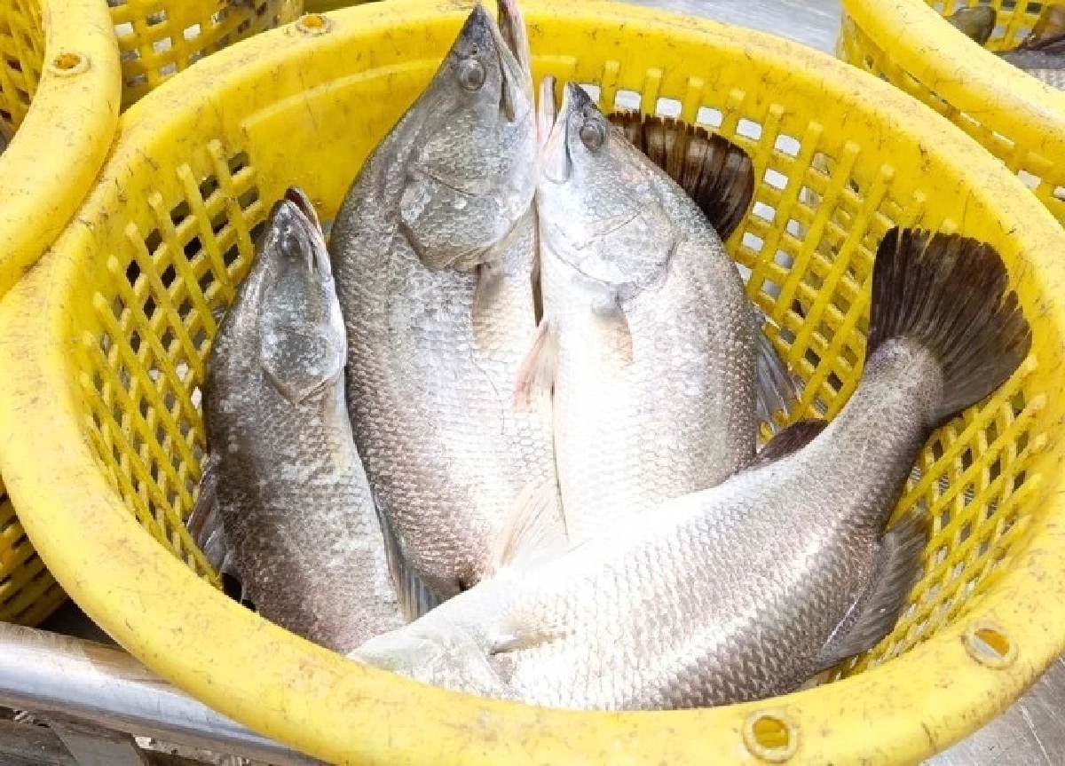 กรมทรัพย์สินทางปัญญา ขึ้นทะเบียน ปลากะพงสองน้ำสมุทรปราการ เป็น GI น้องใหม่