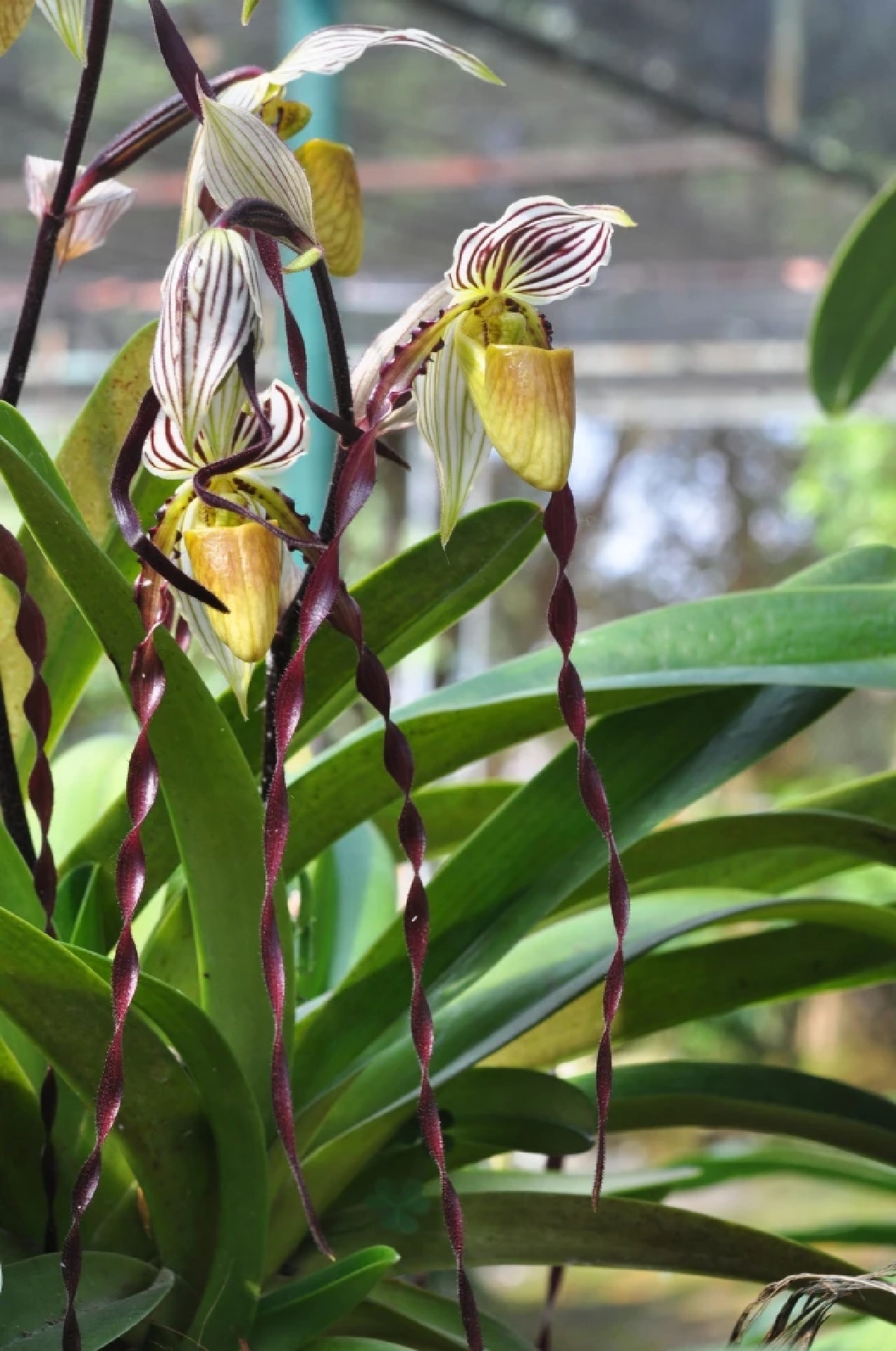 ชวนชมความงาม รองเท้านารีฟิลิปปินส์ กล้วยไม้หายากจากต่างแดน 