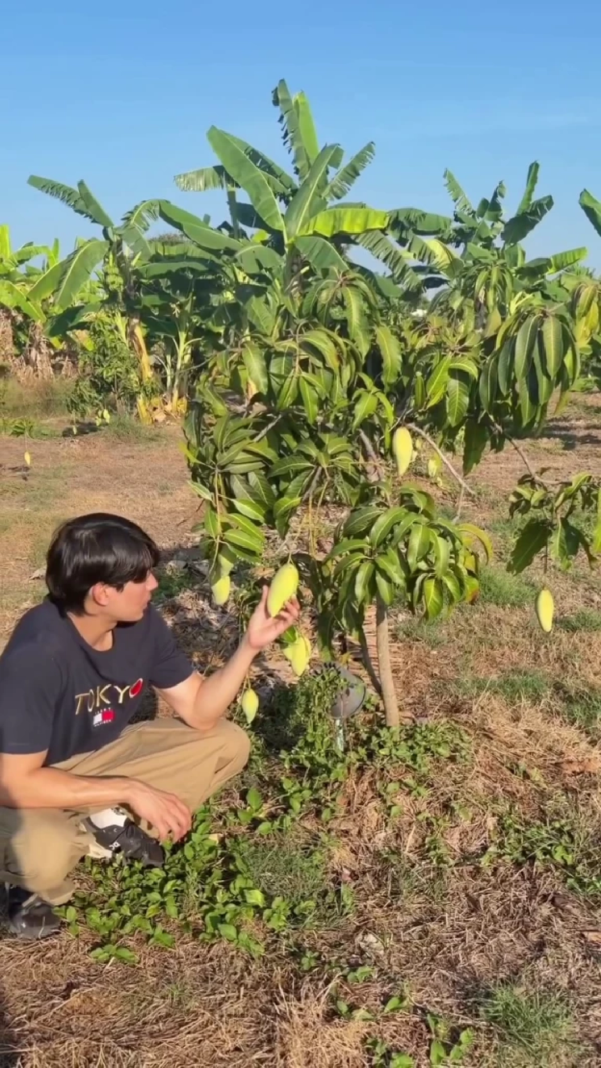  จากพระเอกสู่เกษตรกร เคน ภูภูมิ พาชมสวนมะม่วง–กล้วย ปลอดสาร 100%