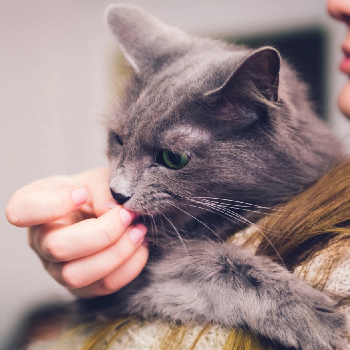 ไขคำตอบ! ทำไม แมวชอบเลีย เจ้าของ? บอกรักหรือแค่อยากกิน