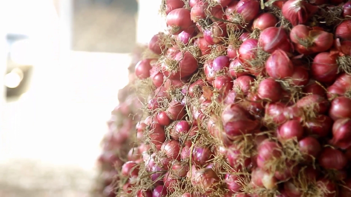 วิกฤตหอมลำพูนราคาดิ่งต่ำสุดในรอบ 10 ปี ชาวสวนแบกหนี้อ่วม