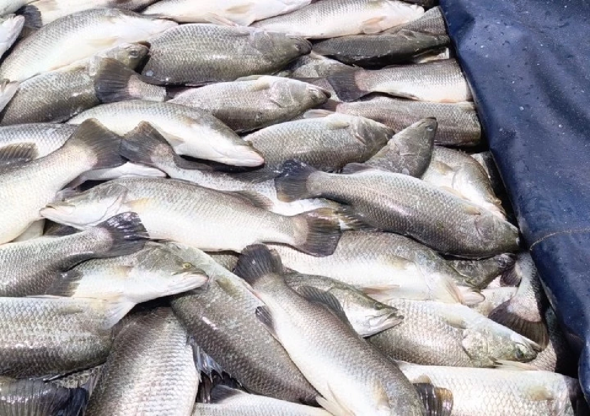 กรมทรัพย์สินทางปัญญา ขึ้นทะเบียน ปลากะพงสองน้ำสมุทรปราการ เป็น GI น้องใหม่