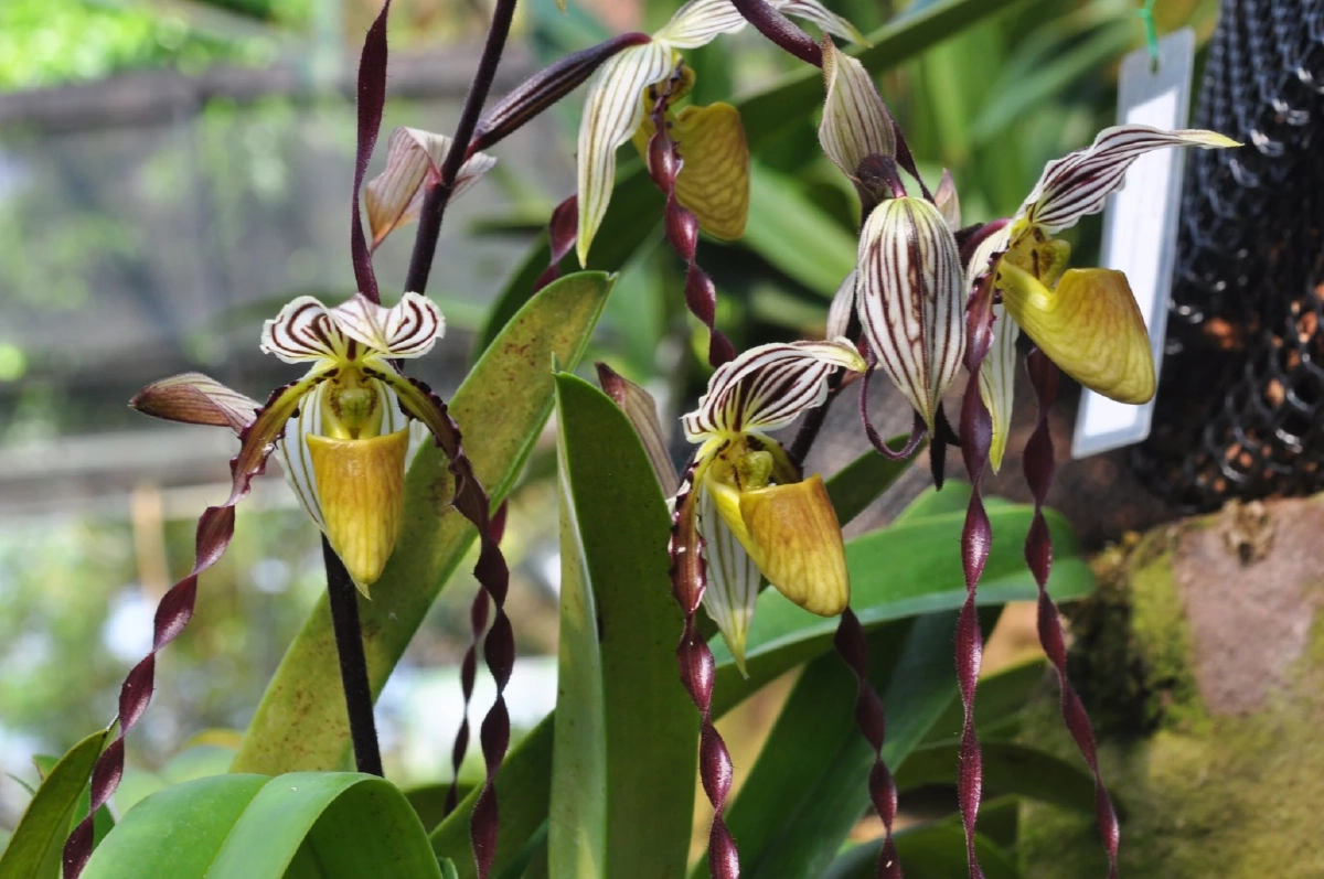 ชวนชมความงาม รองเท้านารีฟิลิปปินส์ กล้วยไม้หายากจากต่างแดน 