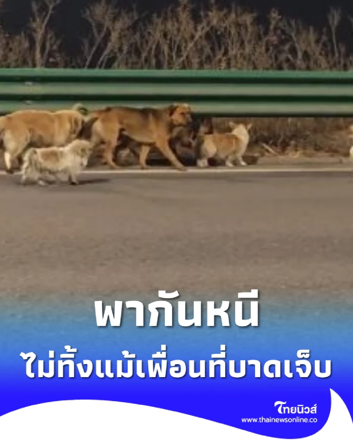 สุนัขต่างสายพันธุ์ หนีจากแก๊งลักหมา ไม่ทิ้งแม้เพื่อนที่บาดเจ็บ