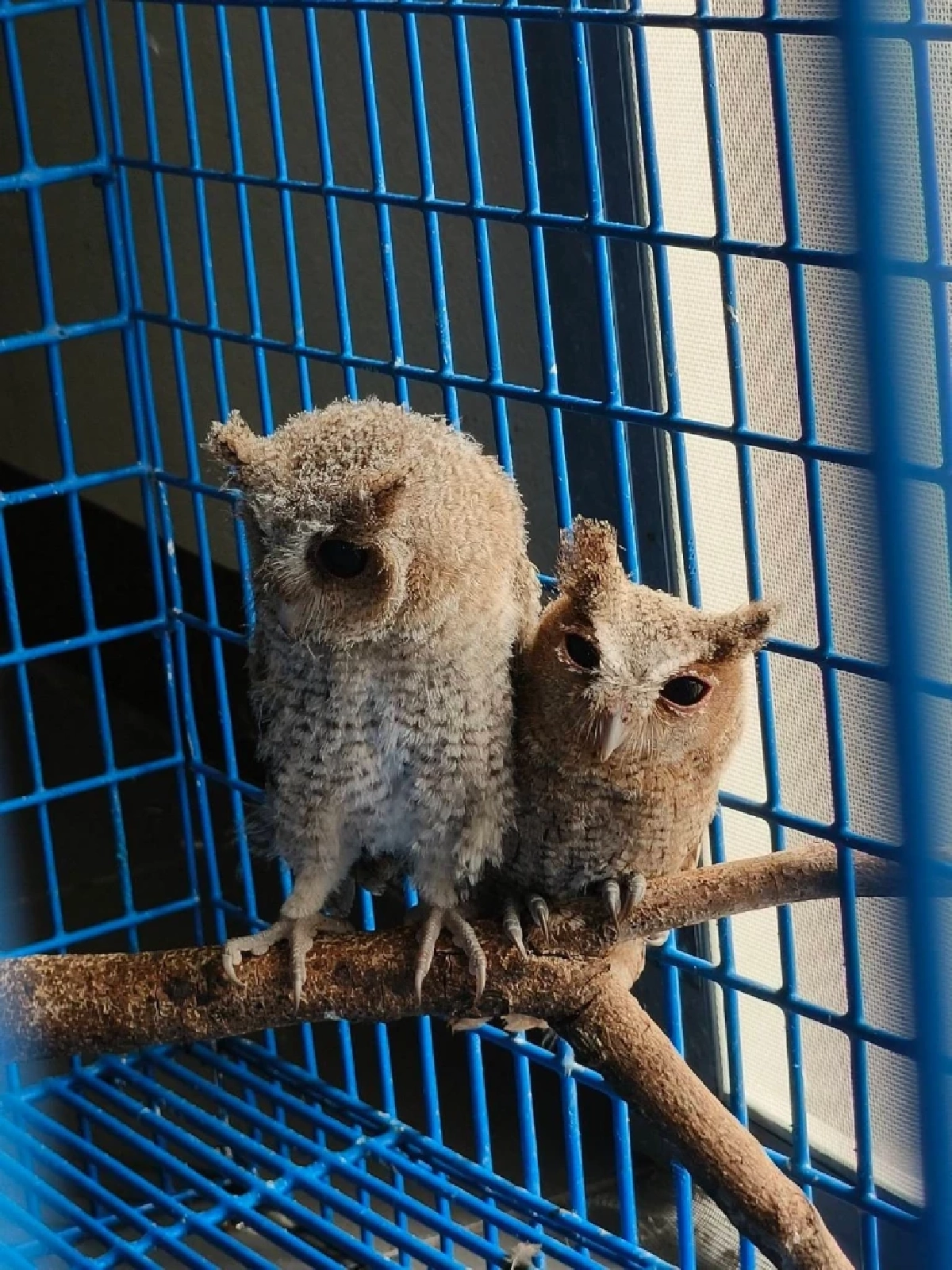 เปิดบ้านคลินิกสัตว์ป่า นครสวรรค์ ต้อนรับสมาชิกใหม่ ลูกแมวดาว