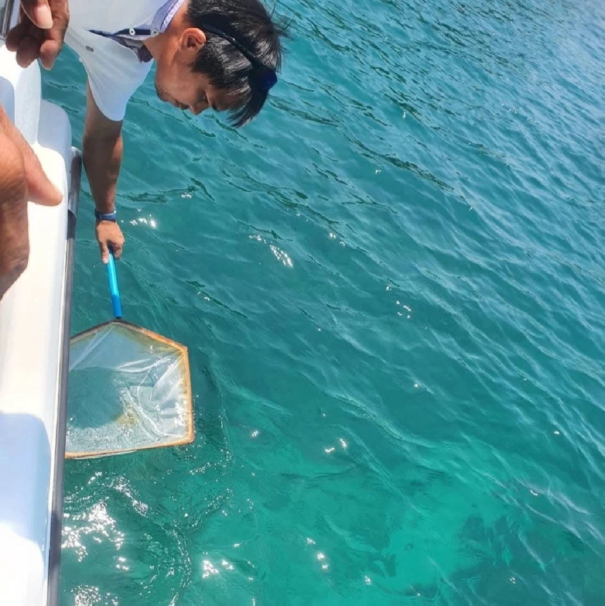 ภูเก็ตเตือน! แมงกะพรุนไฟบุกเกาะไม้ท่อน สั่งงดเล่นน้ำชั่วคราว