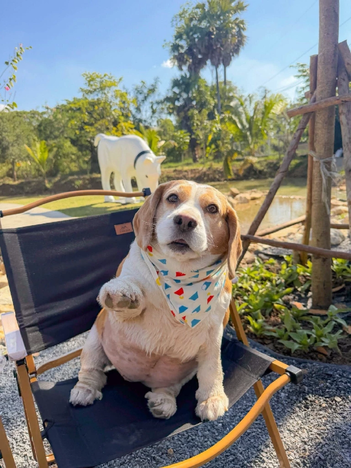 ส่งกำลังใจ "มู่ทู่" หมามีมดัง ป่วยมะเร็งเตรียมผ่าตัดโอกาสรอดน้อย