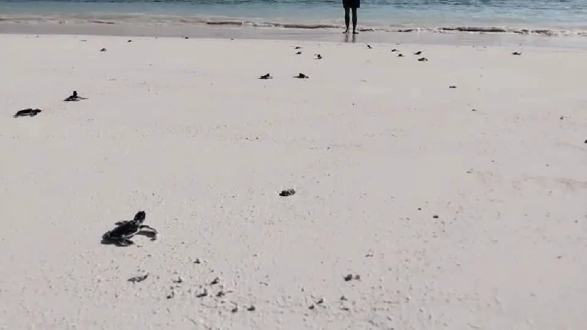 ลูกเต่าตนุสิมิลันรังที่ 3 ฟักตัว 65 ตัว คืนสู่ทะเลไทยสำเร็จ