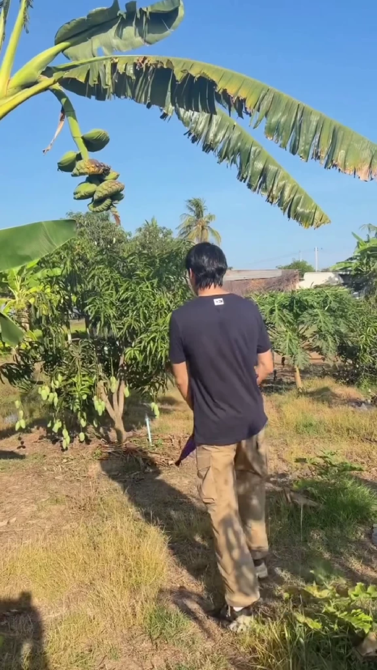  จากพระเอกสู่เกษตรกร เคน ภูภูมิ พาชมสวนมะม่วง–กล้วย ปลอดสาร 100%