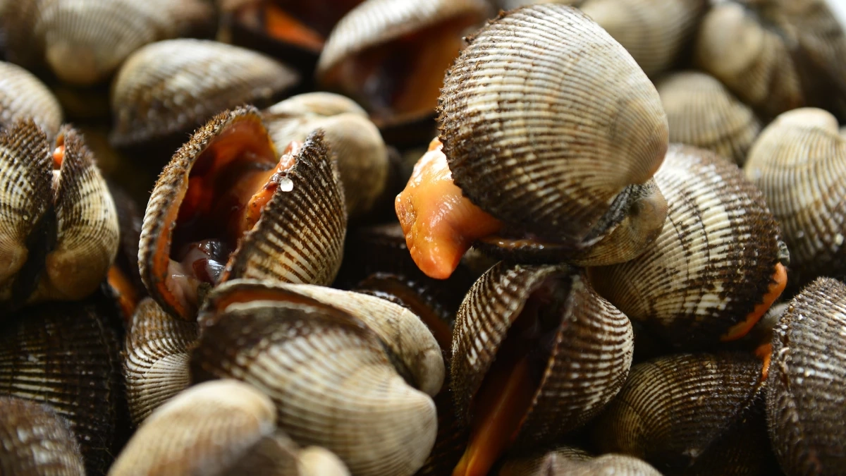 เปิดเคล็ดลับ วิธีล้างหอยให้คายดินง่ายๆ ด้วยของในครัว