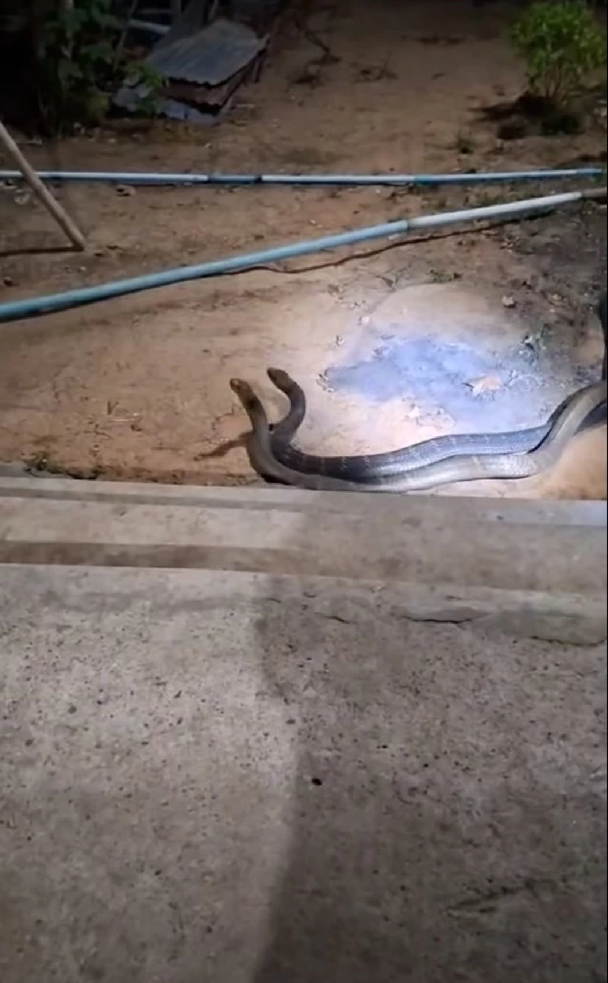 เปิดบ้านเลขที่ งูจงอางขนาดใหญ่ 2 ตัว เปิดศึกกลางลานบ้าน