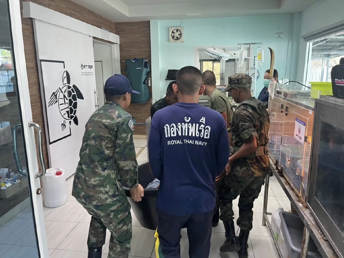 ระดมช่วย Manasa เต่ากระขวัญใจพัทยาถูกเบ็ดเกี่ยวคอปลอดภัยแล้ว