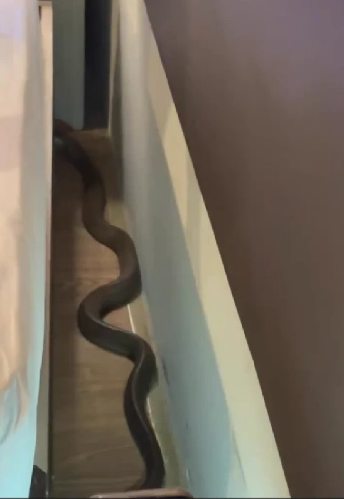 สยองหนัก คู่รักพักโรงแรม เจองูเห่าเลื้อยพาดคอ เปิดเลขห้องชัด