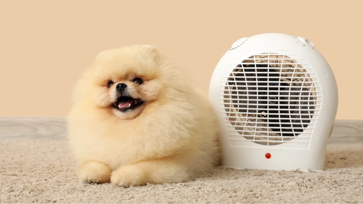 ร้อนจัดระวังฮีทสโตรกสัตว์เลี้ยง! แนะ 5 วิธีดูแลหมาแมวให้ปลอดภัย