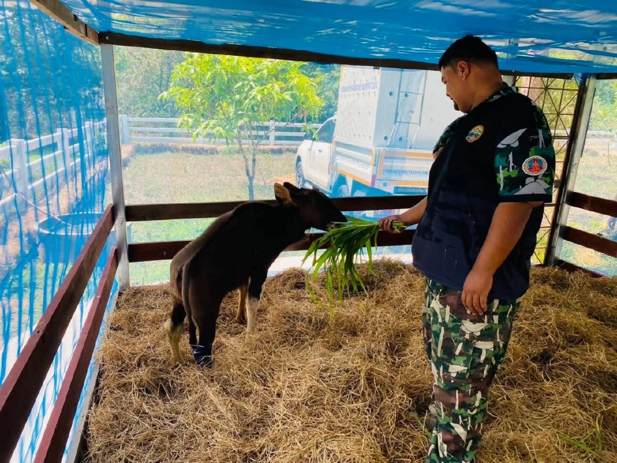 ปาฏิหาริย์มีจริง! น้องเนินหอม ลูกกระทิงขาขาด ได้ชีวิตใหม่